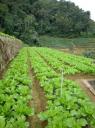 DSC02149 Farm-550