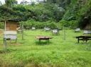 DSC02162 Bijen-550
