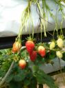 DSC02186 Aardbeien-550