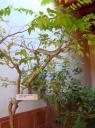 DSC02232-550