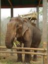 DSC03234_Olifant-550