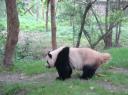 DSC03766_Panda's-550