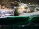 DSC04668_Aquarium osaka-550