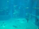 DSC04683_Aquarium osaka-550