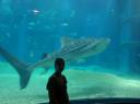 DSC04702_Aquarium osaka-550