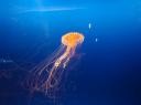 DSC04705_Aquarium osaka-550