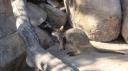 DSC04930_Rock Wallaby-550