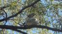 DSC04925_Koala-550