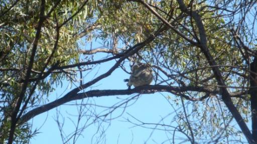 DSC04927_Koala-550