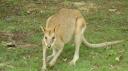DSC04991_Cape Hillsborough-550