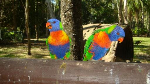 DSC05018_Zoo Rockhampton-550