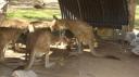 DSC05020_Zoo Rockhampton-550