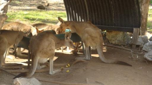 DSC05020_Zoo Rockhampton-550