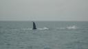 DSC05051_Humpbackwhales-550