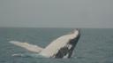 DSC05052_Humpbackwhales-550