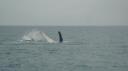 DSC05054_Humpbackwhales-550
