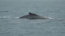 DSC05058_Humpbackwhales-550