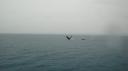 DSC05060_Humpbackwhales-550