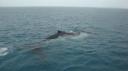 DSC05072_Humpbackwhales-550