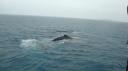 DSC05073_Humpbackwhales-550