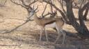 DSC06176_Springbok-550