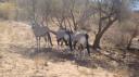DSC06182_Gemsbok-550