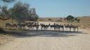 DSC06184_Springbok-550