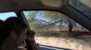 DSC06219_Kgalagadi-550
