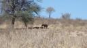 DSC06224_Hyena-550