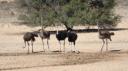 DSC06228_Kgalagadi-550