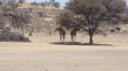 DSC06236_Kgalagadi-550