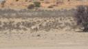 DSC06239_Kgalagadi-550