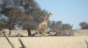 DSC06250_Kgalagadi-550