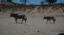 DSC06251_Kgalagadi-550