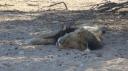 DSC06258_Kgalagadi-550