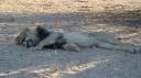 DSC06265_Kgalagadi-550