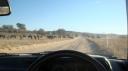 DSC06290_Kgalagadi-550