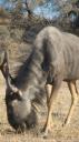 DSC06291_Kgalagadi-550