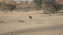 DSC06292_Kgalagadi-550
