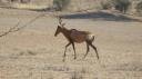 DSC06298_Red hartebeest-550