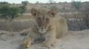 DSC06305_Kgalagadi-550