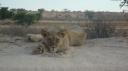 DSC06309_Kgalagadi-550