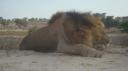 DSC06311_Kgalagadi-550