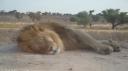 DSC06316_Kgalagadi-550