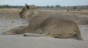 DSC06317_Kgalagadi-550