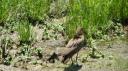 DSC06332-550