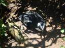 DSC06383_Pinquins@Boulders beach-550