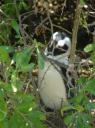 DSC06384Pinquins@Boulders beach-550