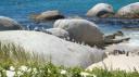 DSC06385Pinquins@Boulders beach-550