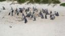 DSC06386Pinquins@Boulders beach-550